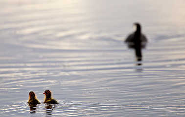 Image showing American Coot with baby