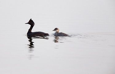 Image showing Eared Grebe with Babies