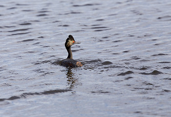 Image showing Eared Grebe