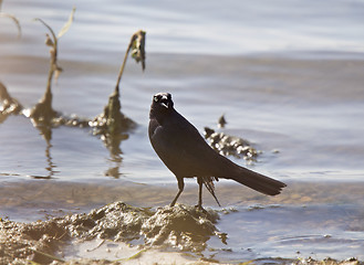 Image showing Grackle in Water