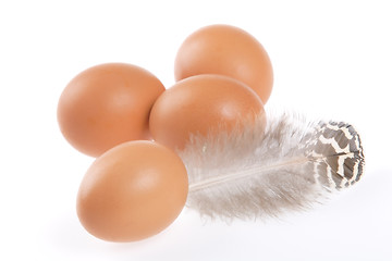 Image showing Egg, Feather