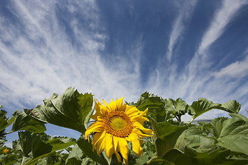 Image showing Sunflower Field Manitoba