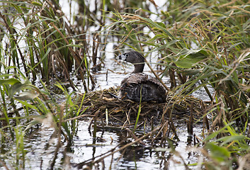 Image showing American Coot with baby in nest