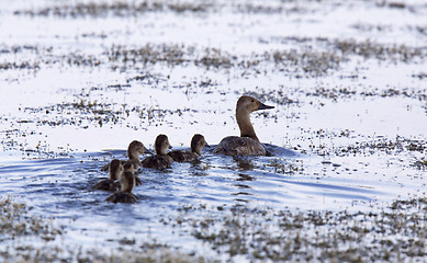 Image showing Baby Ducks