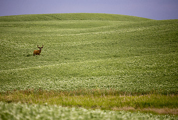 Image showing Deer in Pulse Crop Field