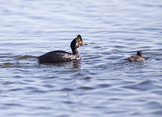 Image showing Eared Grebe with Babies