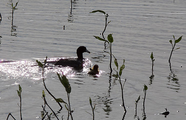 Image showing American Coot with baby