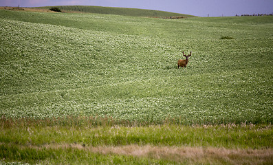 Image showing Deer in Pulse Crop Field