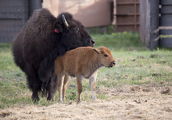 Image showing Buffalo bison with young