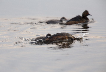 Image showing Eared Grebe with Babies