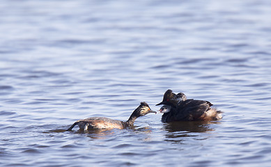 Image showing Eared Grebe with Babies