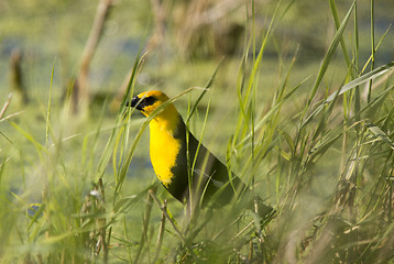 Image showing Yellow Headed Black Bird