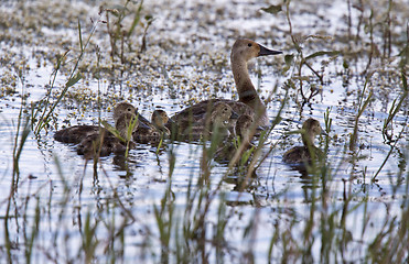 Image showing Baby Ducks