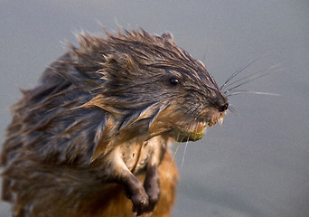 Image showing Close up Muskrat