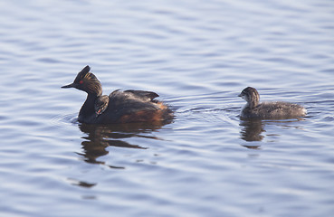 Image showing Eared Grebe with Babies