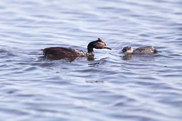 Image showing Eared Grebe with Babies