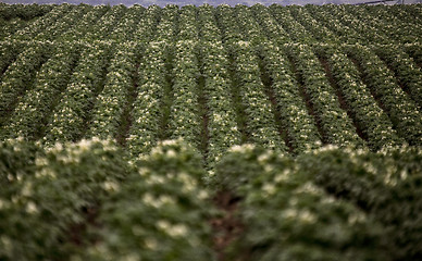 Image showing Potato Crop Row