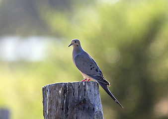 Image showing Mourning Dove on Post