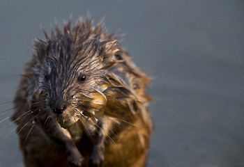 Image showing Close up Muskrat