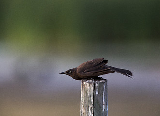 Image showing Grackle on Post