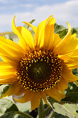 Image showing Sunflower Field Manitoba