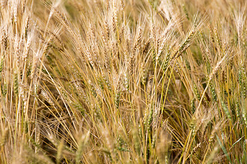 Image showing Close Wheat in Field