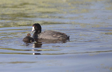 Image showing American Coot Waterhen