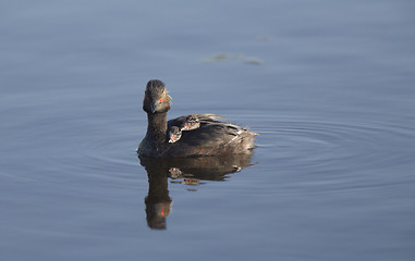 Image showing Eared Grebe with Babies