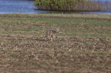 Image showing Coyote standing in field