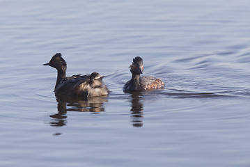 Image showing Eared Grebe with Babies