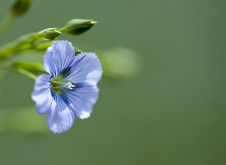 Image showing Flax Flower