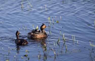 Image showing Eared Grebe with Babies