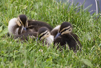 Image showing Baby Ducks