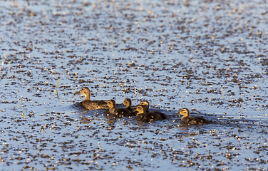Image showing Mother Duck and Babies