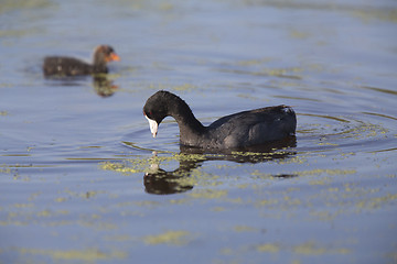 Image showing American Coot Waterhen