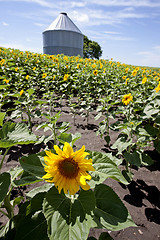 Image showing Sunflower Field Manitoba