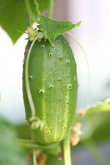Image showing Fresh Cucumber