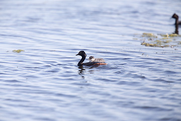 Image showing Eared Grebe with Babies