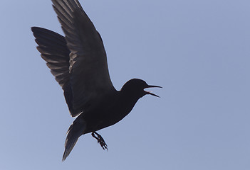 Image showing Tern in Flight