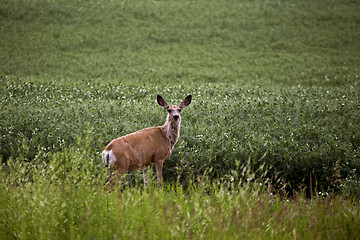 Image showing Deer in Pulse Crop Field