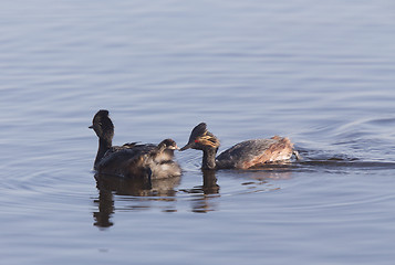 Image showing Eared Grebe with Babies