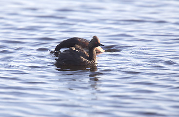 Image showing Eared Grebe with Babies