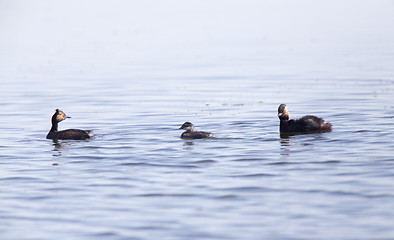 Image showing Eared Grebe with Babies