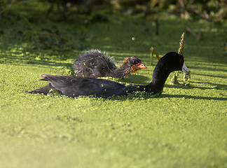 Image showing American Coot Waterhen