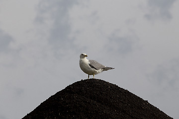 Image showing Seagull on Gravel Pit