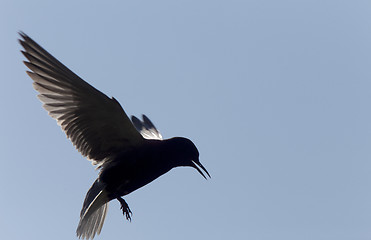 Image showing Tern in Flight