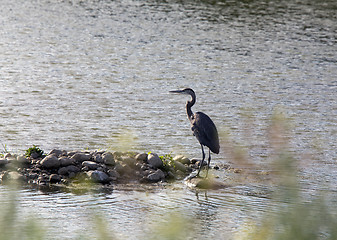 Image showing Blue Heron in Swamp