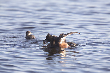 Image showing Eared Grebe with Babies