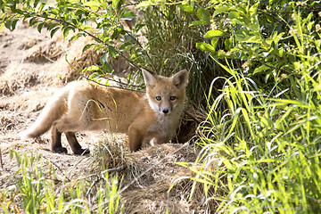 Image showing Fox Kit