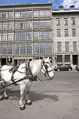 Image showing Old Montreal Hansome Cab Horse